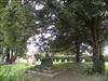 Photo of tree overhanging preaching cross
