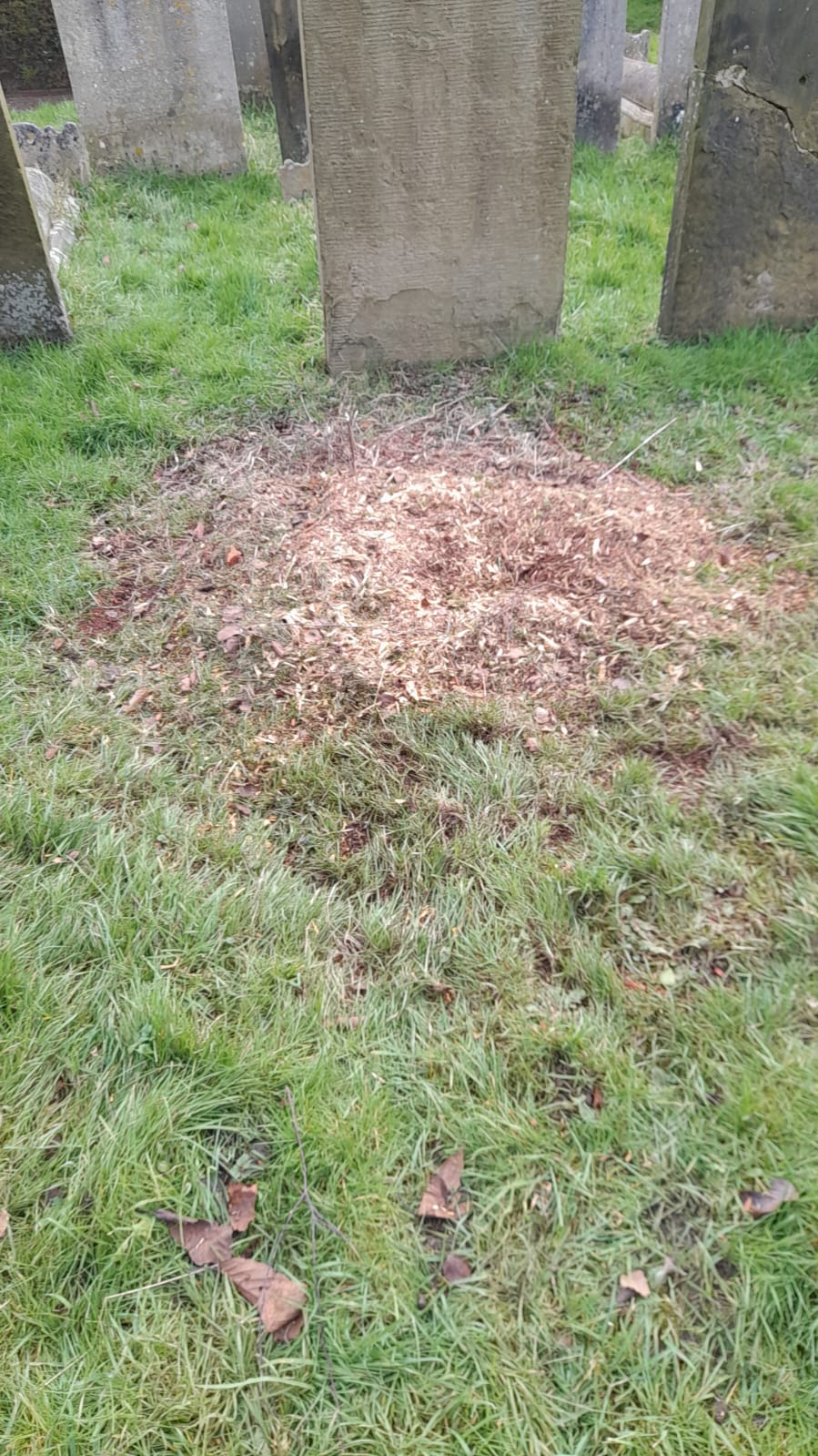 completed Job - Tree