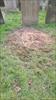 completed Job - Tree
